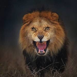 Meet your Posher, Walid